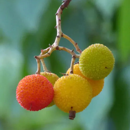 Dark Brown Arbutus Fruit Seeds - Perennial Garden Planting