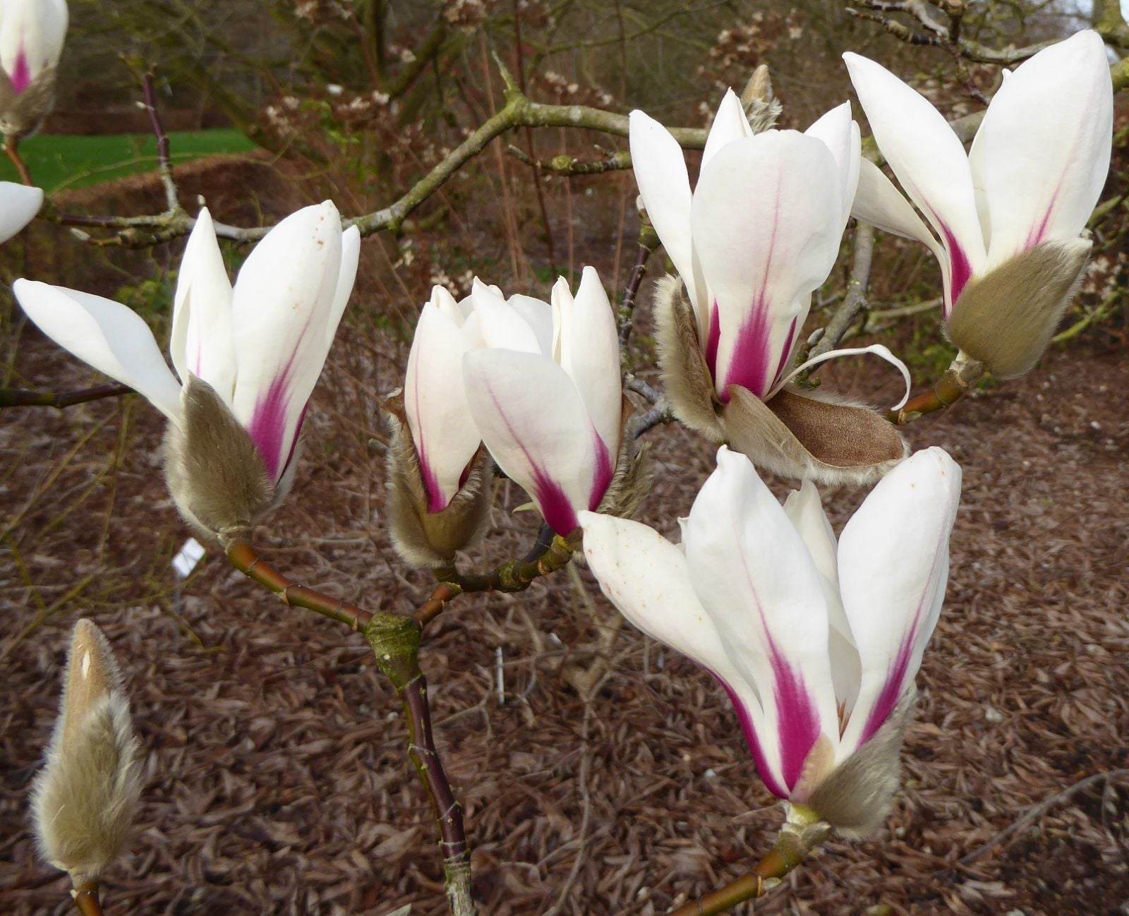 Magnolia Delavayi Chinese Evergreen Magnolia - Fragrant Flowers Seeds