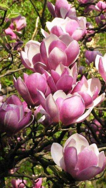 Mature Soulangeana Magnolia tree in garden