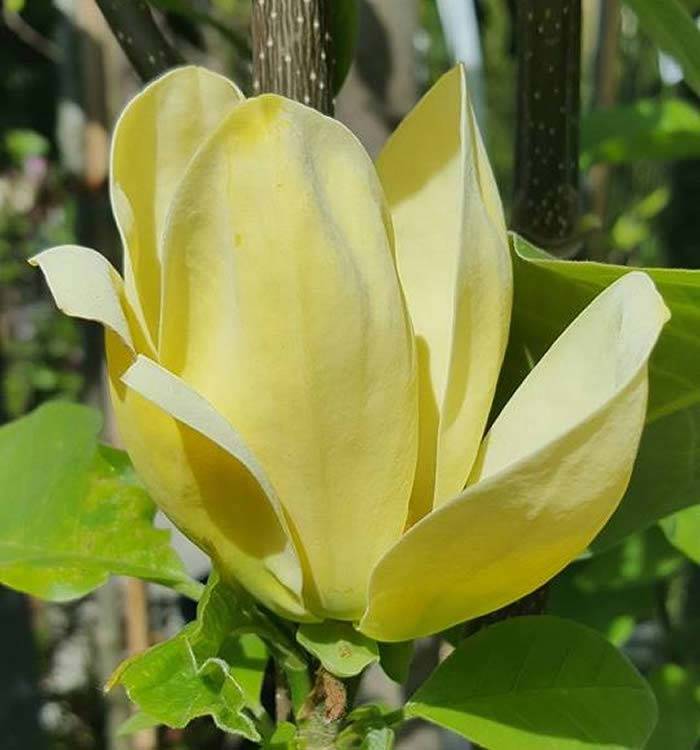 Yellow Magnolia Flower Seeds – Bright, Bold Yellow Magnolias for Ornamental Garden Beauty