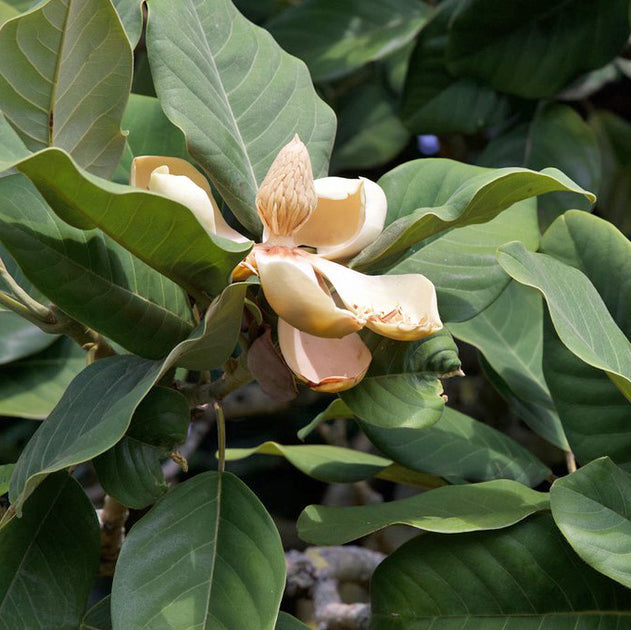 Magnolia Insignis (Manglietia) Evergreen Fragrant Flowers Seeds
