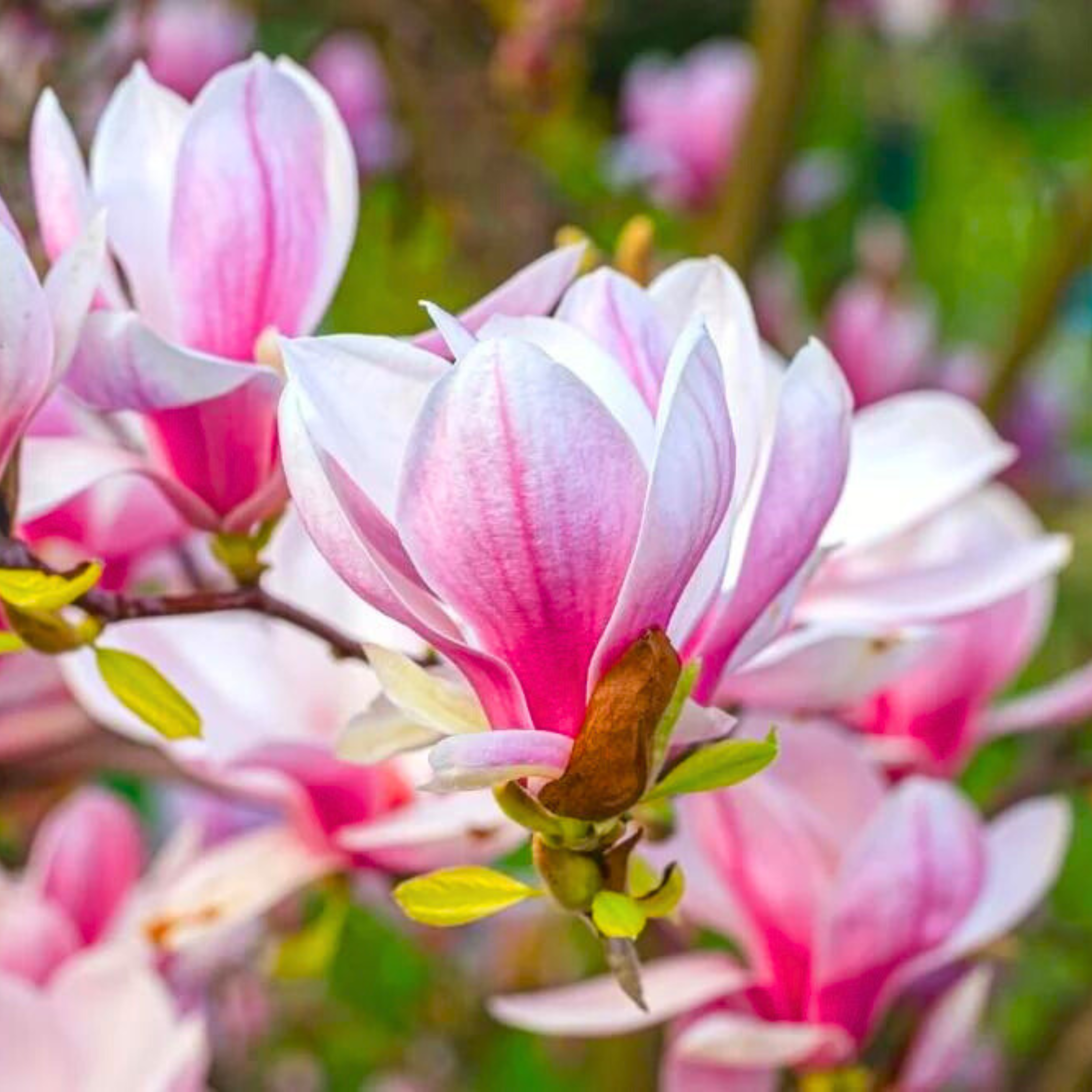 Soulangeana Flower seeds for Planting - Cottage Garden Essential, Heirloom & GMO Free Seeds for Home Garden