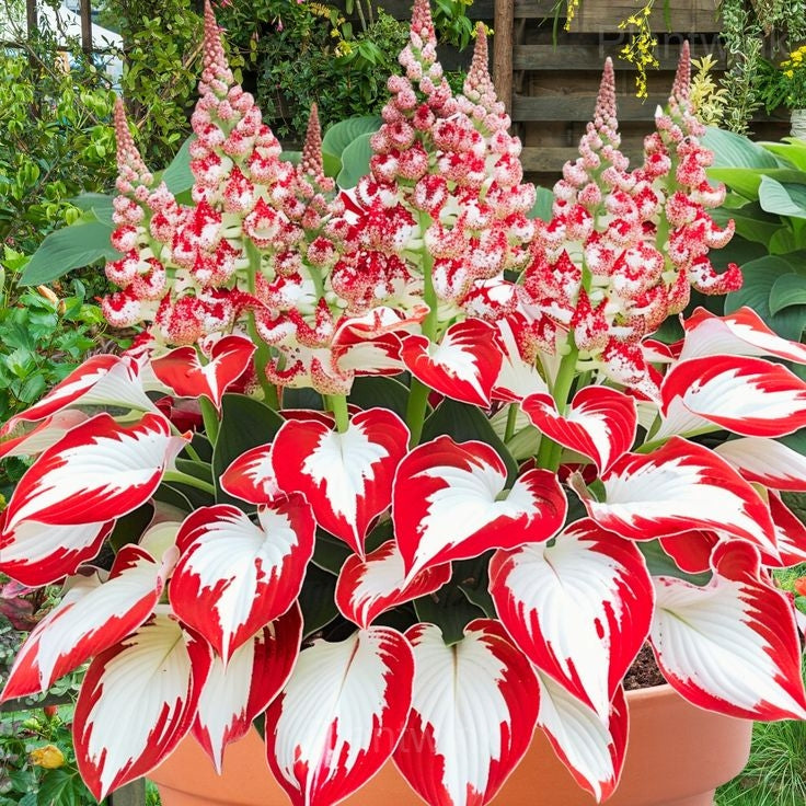 Hosta Coleus Flower seeds for Planting - Compact Growth, Heirloom & GMO Free Seeds for Home Garden