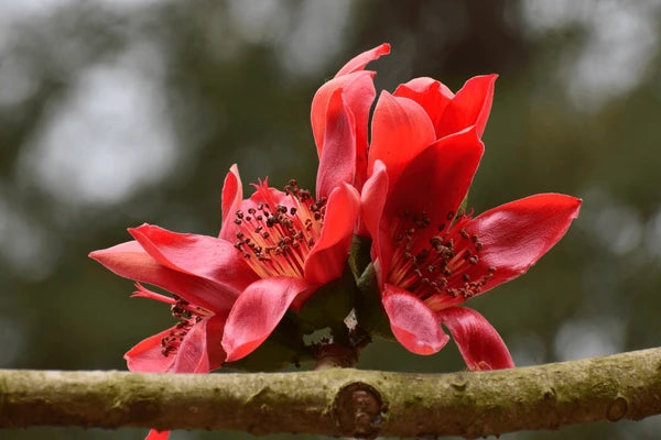 Ceiba Flower seeds for Planting - Shade Tolerant, Heirloom & GMO Free Seeds for Home Garden