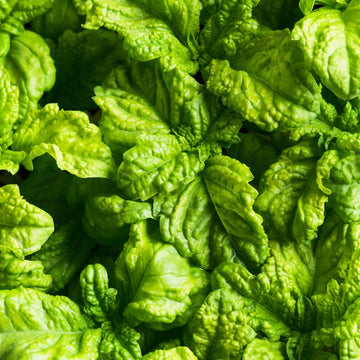 Lettuce Leaf Basil Seeds – Large Italian Culinary Variety