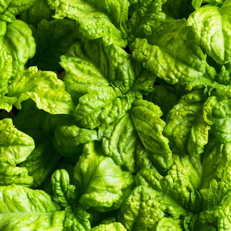 Lettuce Leaf Basil Seeds – Organic Non-GMO Culinary Herb for Gardens