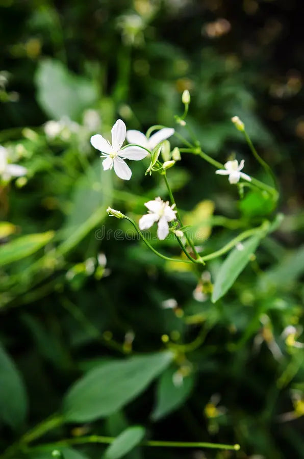Green Manchurian Flower seeds for Planting - Cottage Garden Essential, Heirloom & GMO Free Seeds for Home Garden