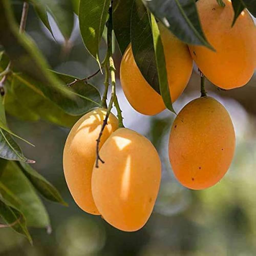 Mango tree with ripe tropical fruit