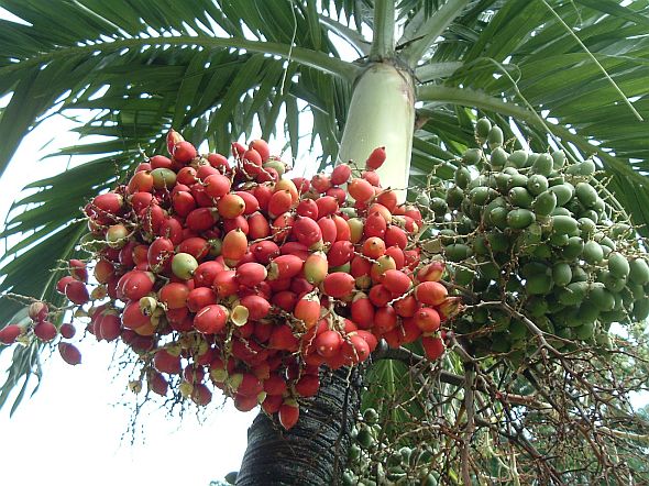 Veitchia Merrillii Fruit Seeds for Tropical Planting - Grow Your Own Majestic Palm