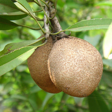 Sapota Tree Seeds – Organic Tropical Fruit for Terrace and Orchard Growing