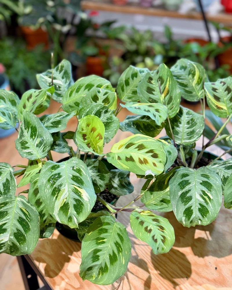 Maranta Leuconeura - Flower seeds for Planting - Compact Growth, Heirloom & GMO Free Seeds for Home Garden