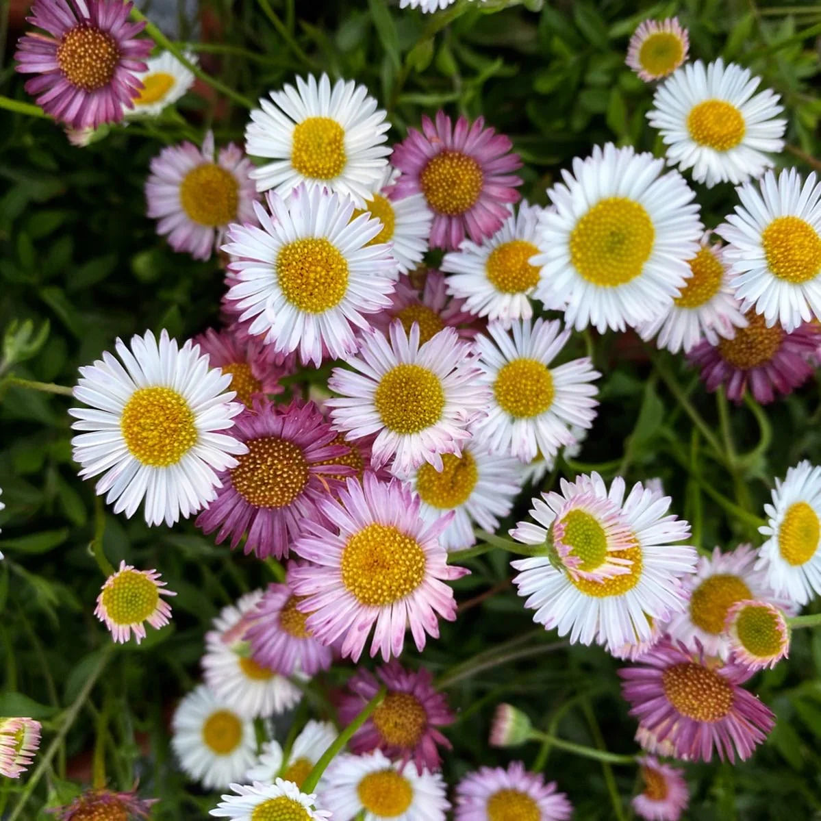 Mixed Erigeron Flower Planting Seeds - Colorful Garden Blooms