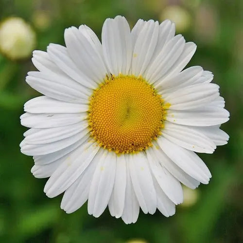 Yellow White Argyranthemum Flower seeds for Planting - Pollinator Friendly, Heirloom & GMO Free Seeds for Home Garden