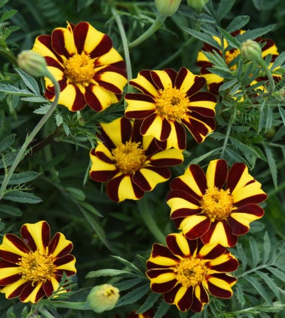 Marigold Mr Majestic Flower seeds for Planting Fragrant Blossoms Heirloom & GMO Free Seeds for Home Garden