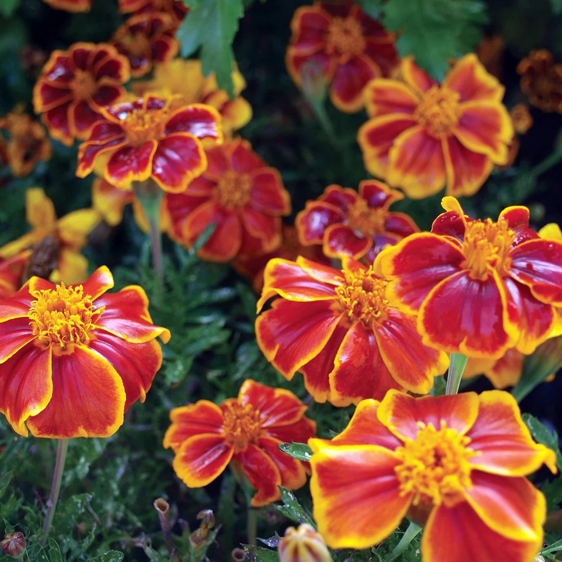 Marigold Red Marietta Flower Planting Seeds - Vibrant Garden Blooms for Colorful Landscapes
