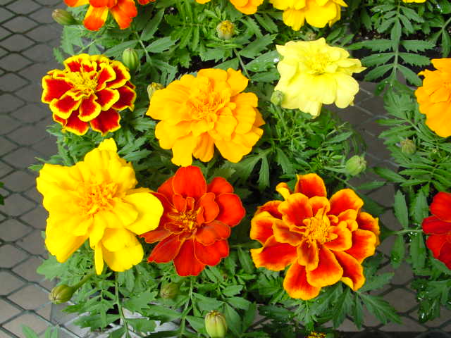 Heirloom French Marigold Flower seeds for Planting Wildflower Mix Heirloom & GMO Free Seeds for Home Garden