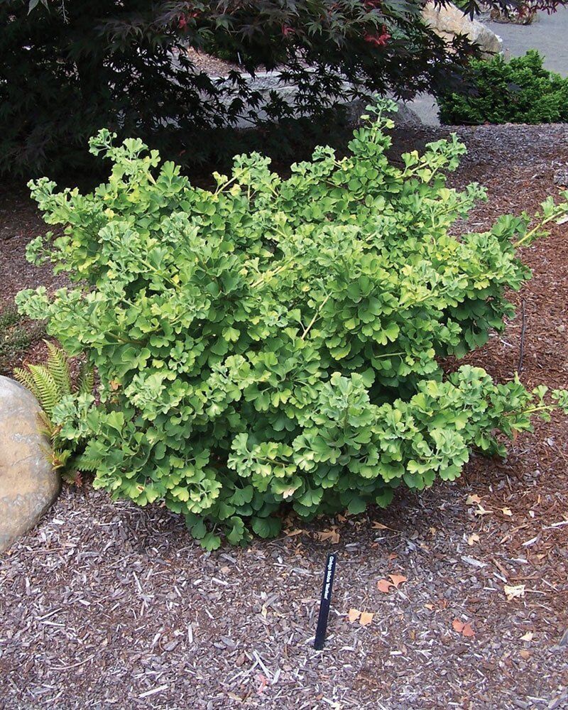 Majestic Ginkgo Tree Seeds For Planting Plant Seeds