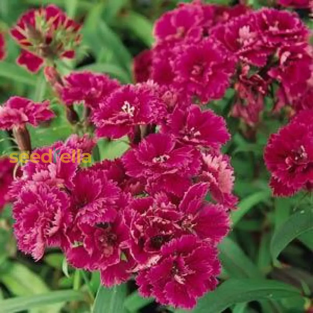 Maroon William Dianthus Seeds For Planting | Vibrant Annual Flower