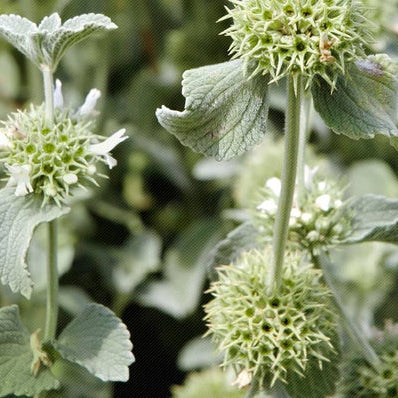 Organic Horehound Plant Seeds – Herbal Remedy and Tea Herb