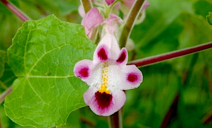 Pink Martynia Flower seeds for Planting - Shade Tolerant, Heirloom & GMO Free Seeds for Home Garden
