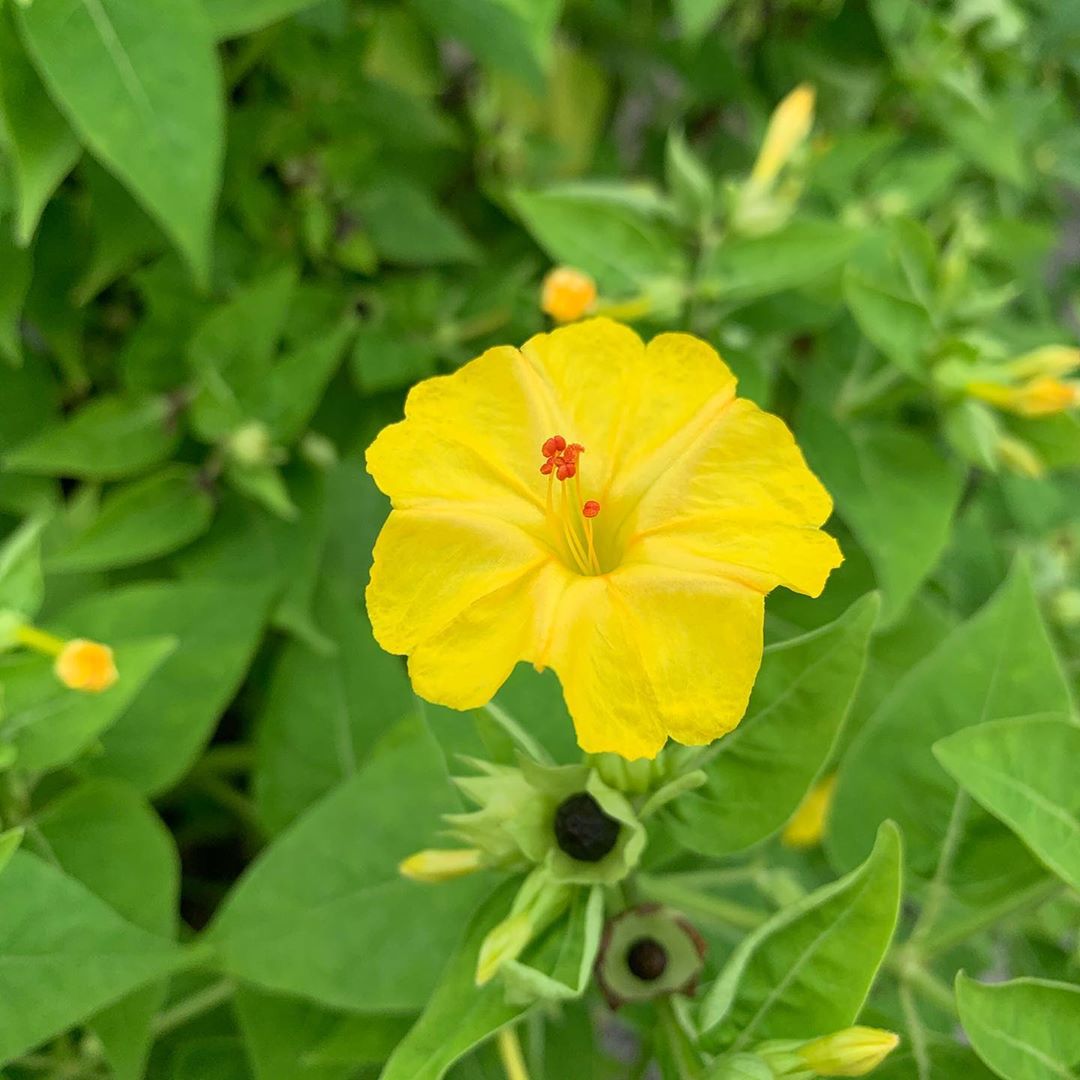 Yellow Marquezii Flower seeds for Planting - Hardy Variety, Heirloom & GMO Free Seeds for Home Garden