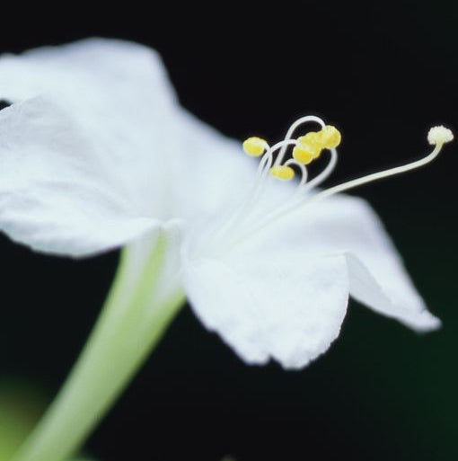 Organic Four O’Clock Plant Seeds – Tropical Flowers for Pots & Borders