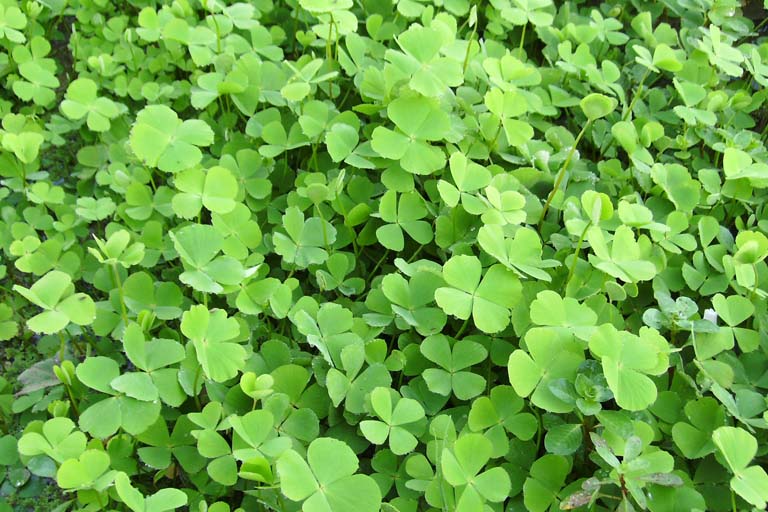 Light Green Clover Flower seeds for Planting - Cut Flower Favorite, Heirloom & GMO Free Seeds for Home Garden