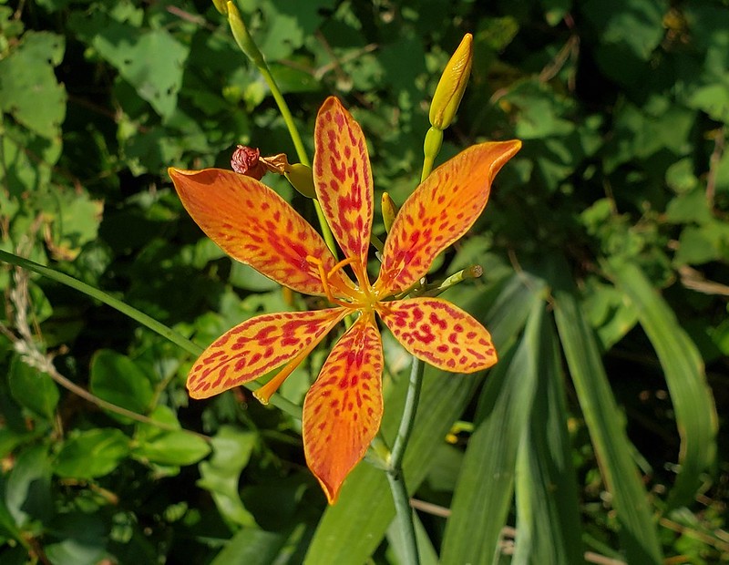 Red Leopard Flower seeds for Planting - Low Maintenance, Heirloom & GMO Free Seeds for Home Garden