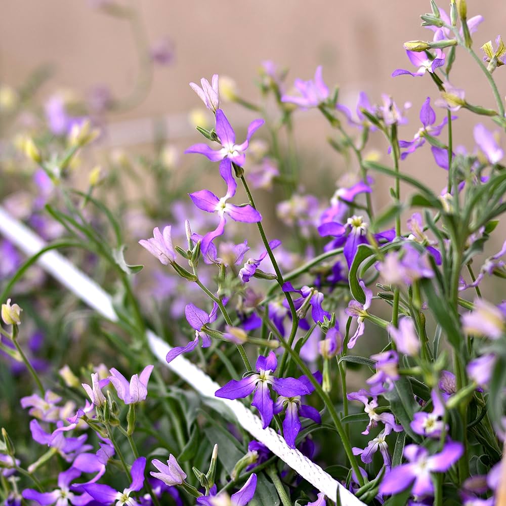 Matthiola bicornis Night Scented Stock seeds