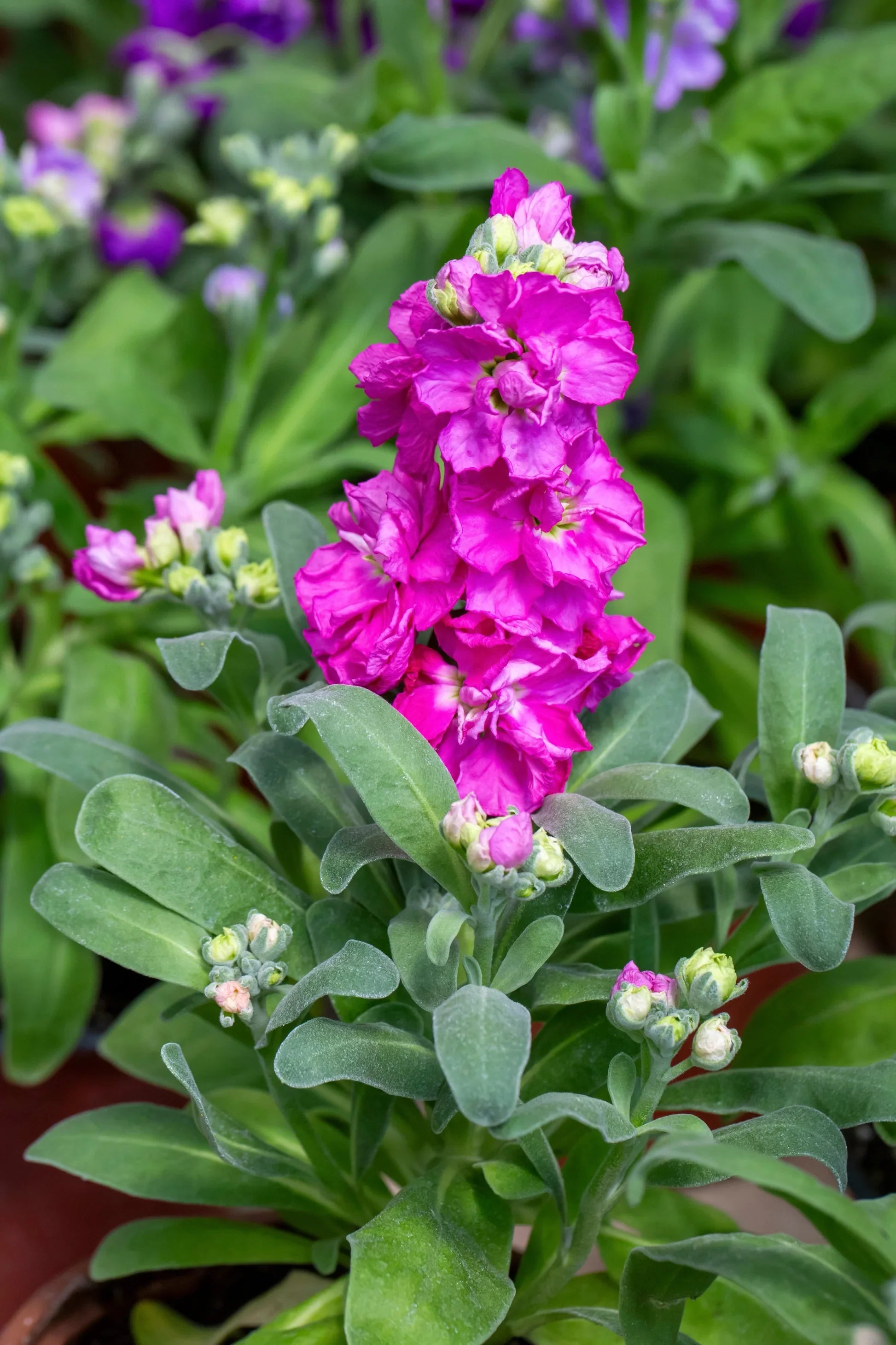 Matthiola Incana Deep Purple Flower Seeds
