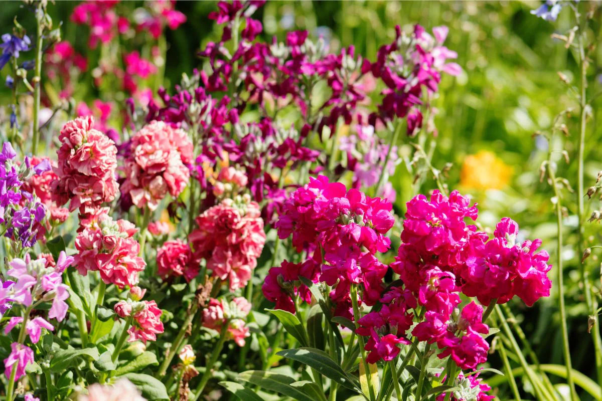 Baby Pink Matthiola Incana Flower seeds for Planting - Fragrant Blossoms, Heirloom & GMO Free Seeds for Home Garden