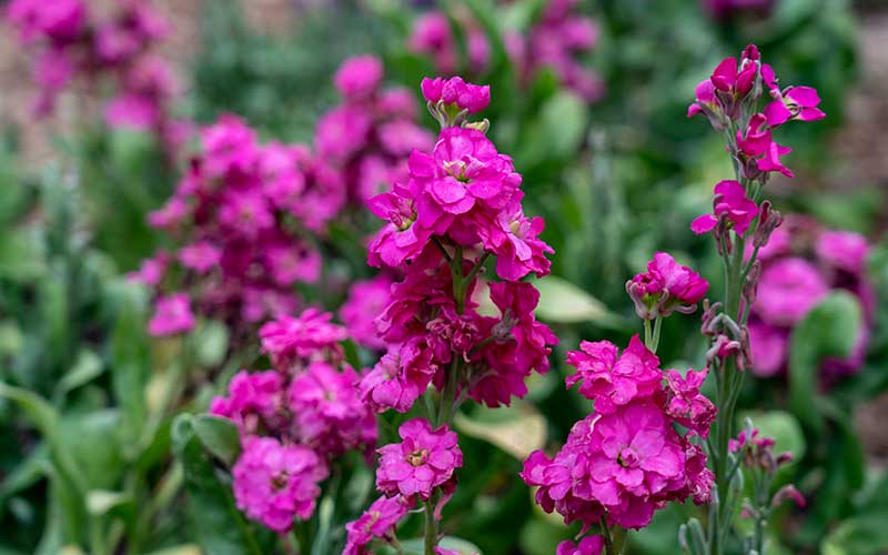 Pink Matthiola Flower seeds for Planting - Premium Quality, Heirloom & GMO Free Seeds for Home Garden
