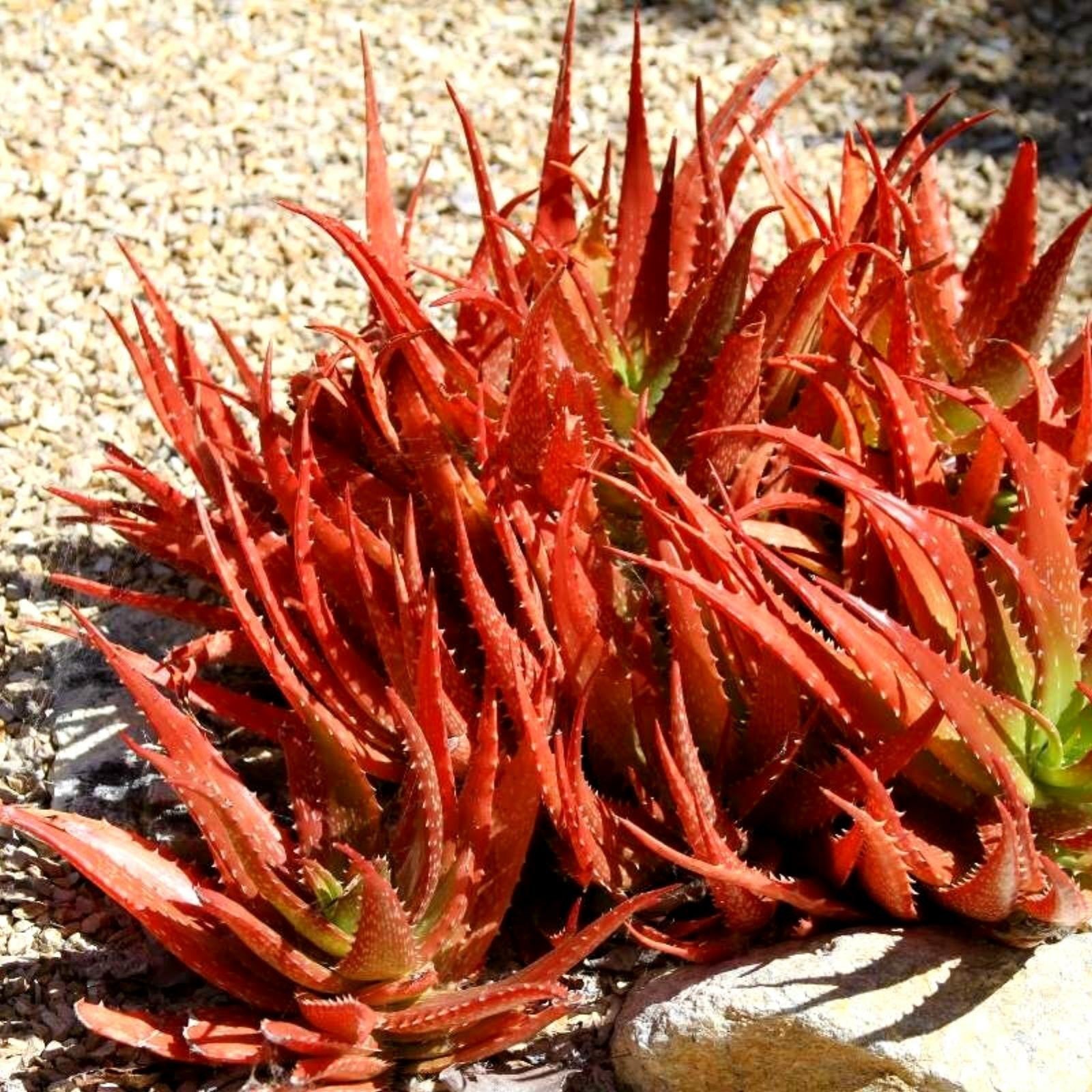 Mature Aloe Cameron Violet Plant with Vibrant Foliage