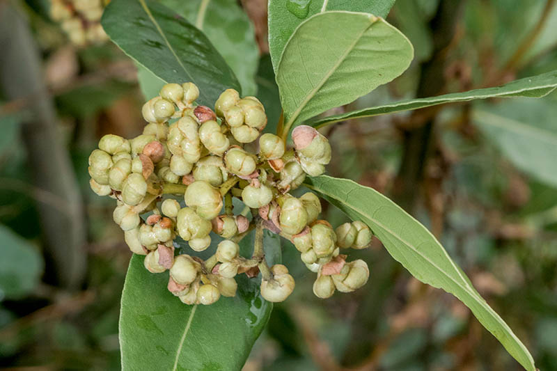 Mature bay laurel shrub in garden landscape