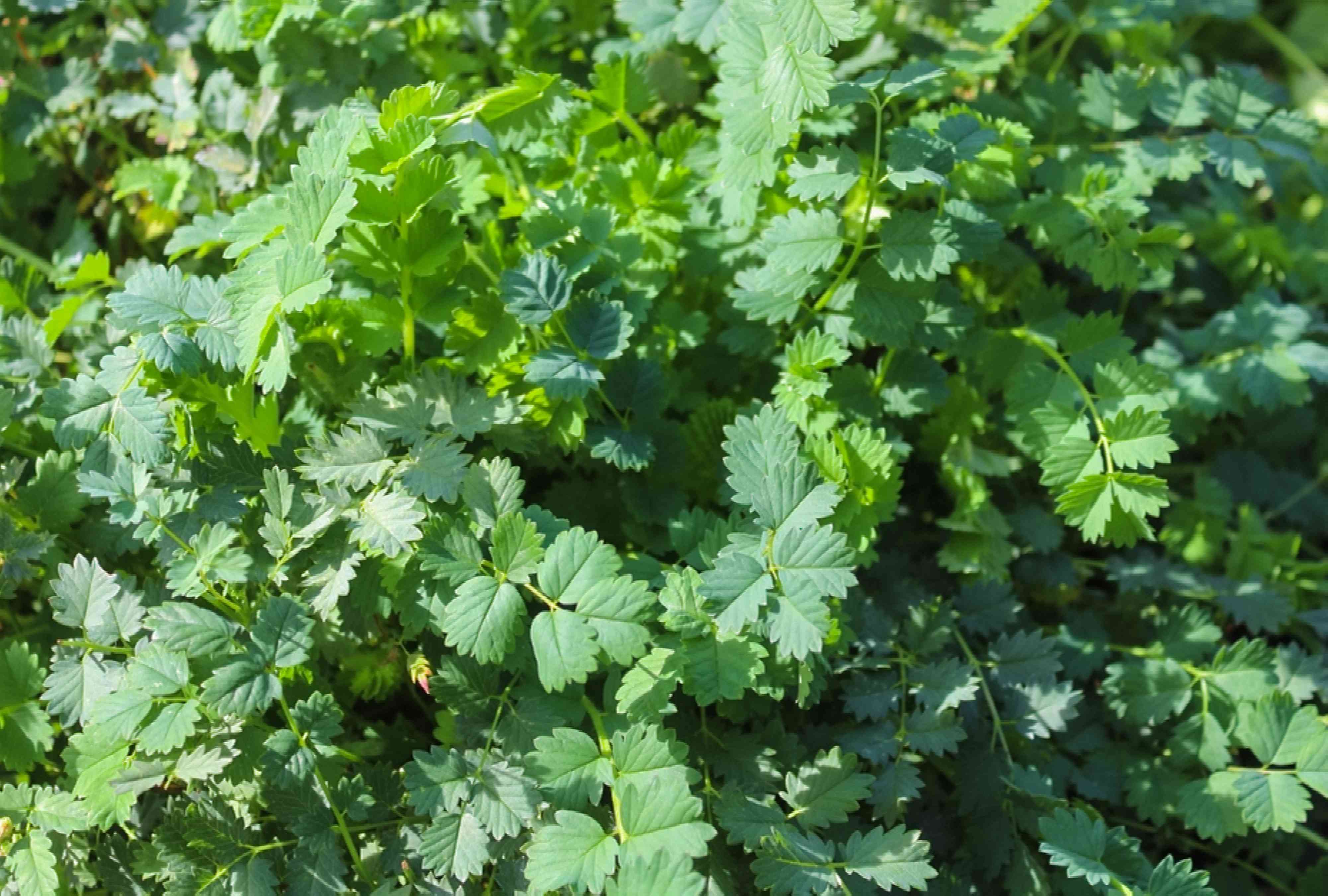 Mature Green Burnet Plant with Soft Foliage