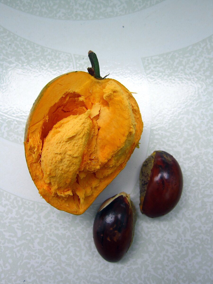 Mature Lucuma tree grown from seeds