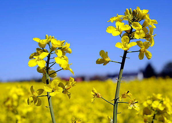 Yellow Rape Flower seeds for Planting - Fragrant Blossoms, Heirloom & GMO Free Seeds for Home Garden