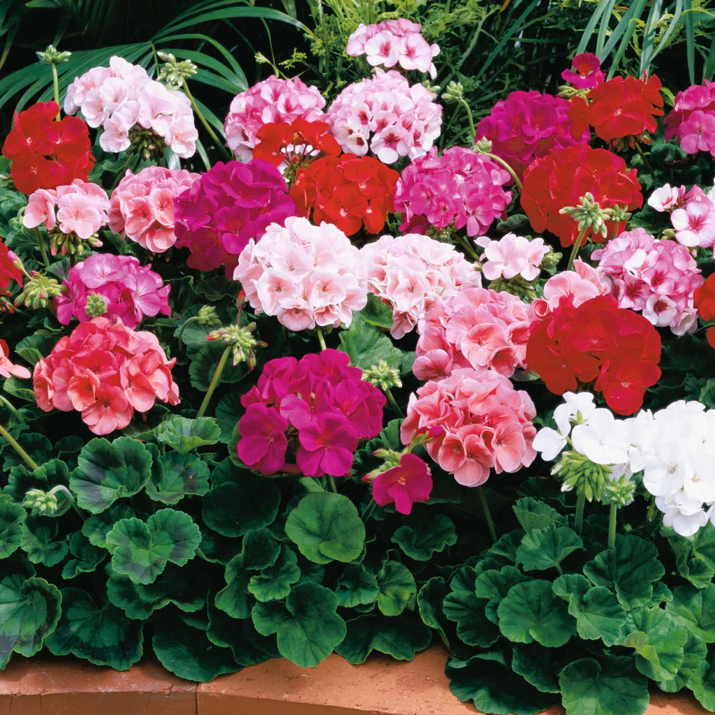 Red White Geraniums Flower seeds for Planting - Seasonal Bloomer, Heirloom & GMO Free Seeds for Home Garden