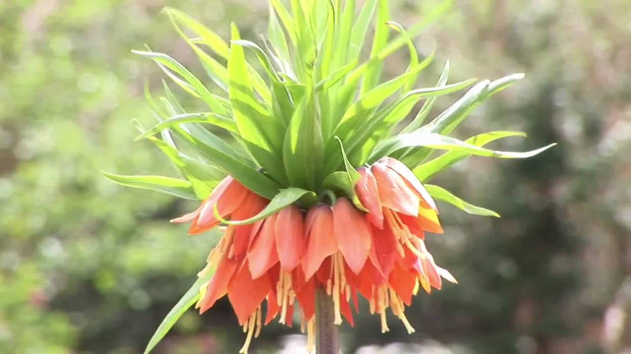 Imperial Crown Flower Seeds - Perfect for Planting