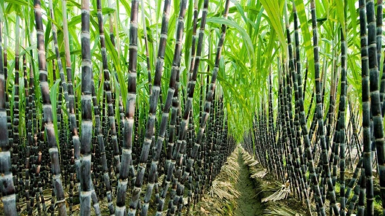 Sugarcane Seeds for Planting