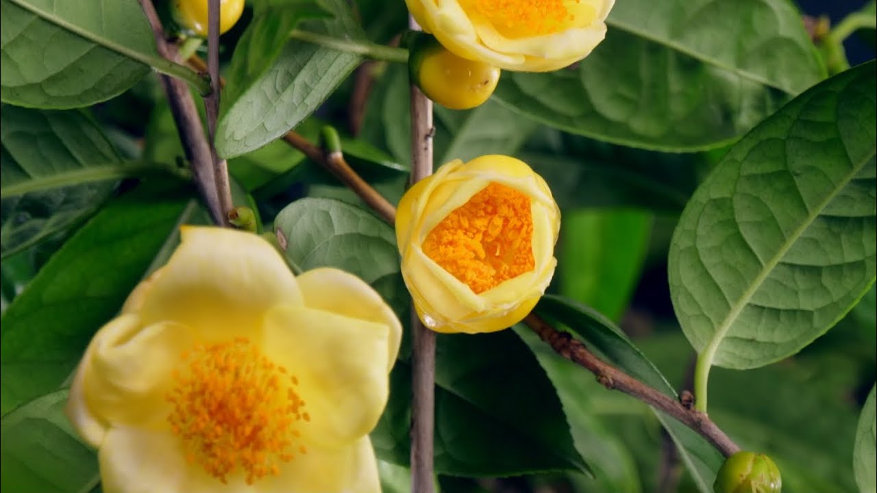 Golden Camellia Flower Seeds for Planting - Premium Quality Seeds for Your Garden