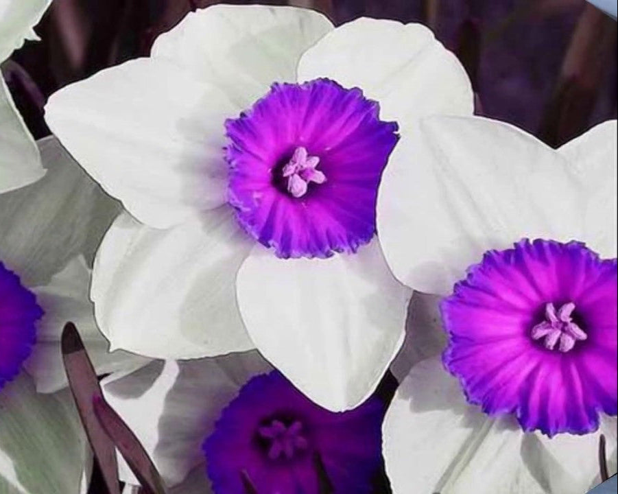 Nema Double Petals Narcissus Flower seeds for Planting - Drought Tolerant, Heirloom & GMO Free Seeds for Home Garden