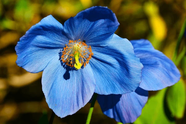 Meconopsis Betonicifolia Flower seeds for Planting Pollinator Friendly Heirloom & GMO Free Seeds for Home Garden