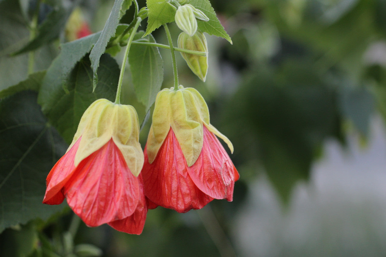 Tangerine Orange Abutilon Seeds for Planting