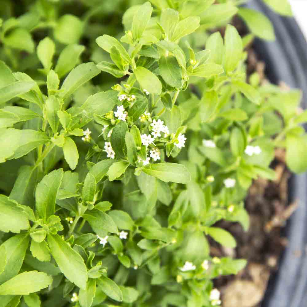Stevia rebaudiana Seeds – Organic Non-GMO Sweet Herb for Home Growing
