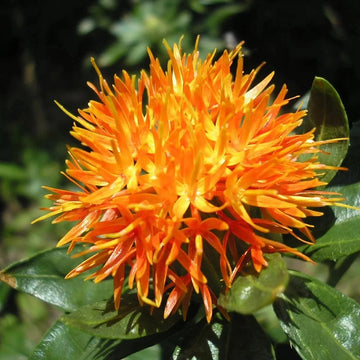 Buy Safflower Seeds Online – Heirloom Carthamus tinctorius Variety