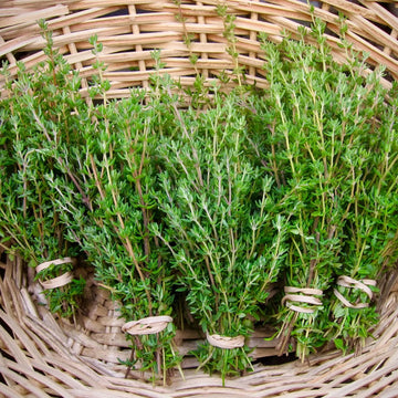 Organic Thyme Plant Seeds – Aromatic Herb for Cooking and Herbal Teas