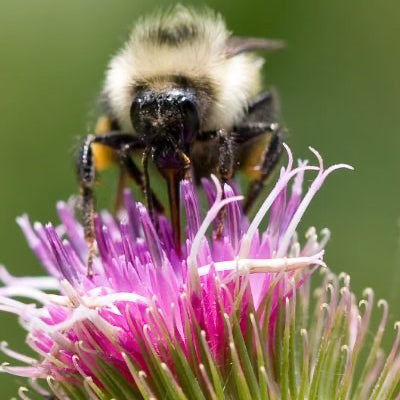 Heirloom Burdock Seeds – Deep Rooted Herb for Health and Cooking