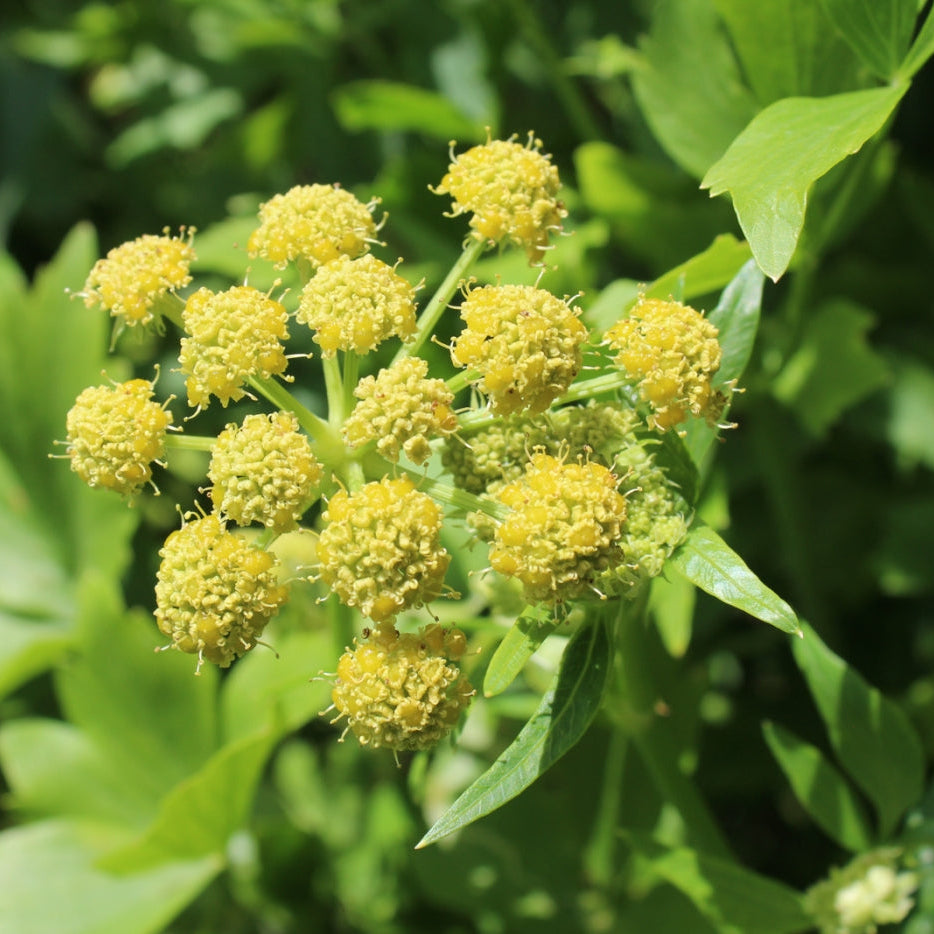 Lovage Herb Seeds – Organic Non-GMO Plant for Herbal and Kitchen Gardens