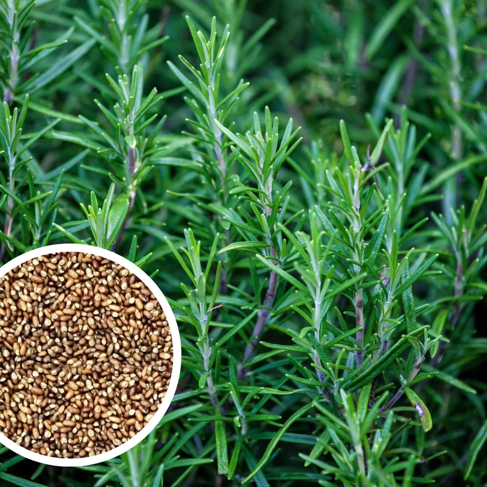Heirloom Rosemary Seeds – Evergreen Aromatic Plant for Wellness Gardens